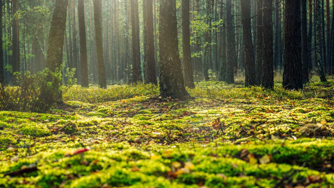 Los sumideros de carbono como aliados frente a la crisis climática