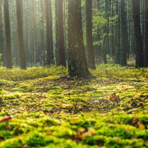 Los sumideros de carbono como aliados frente a la crisis climática