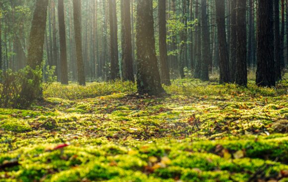Los sumideros de carbono como aliados frente a la crisis climática
