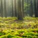 Los sumideros de carbono como aliados frente a la crisis climática