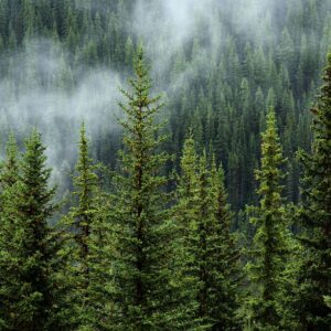 Celebramos el primer webinar de Nactiva: “Créditos de Naturaleza: claves, tendencias y oportunidades para empresas” 