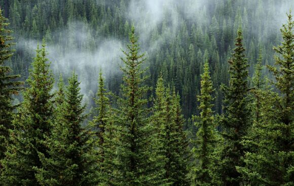 Celebramos el primer webinar de Nactiva: “Créditos de Naturaleza: claves, tendencias y oportunidades para empresas” 