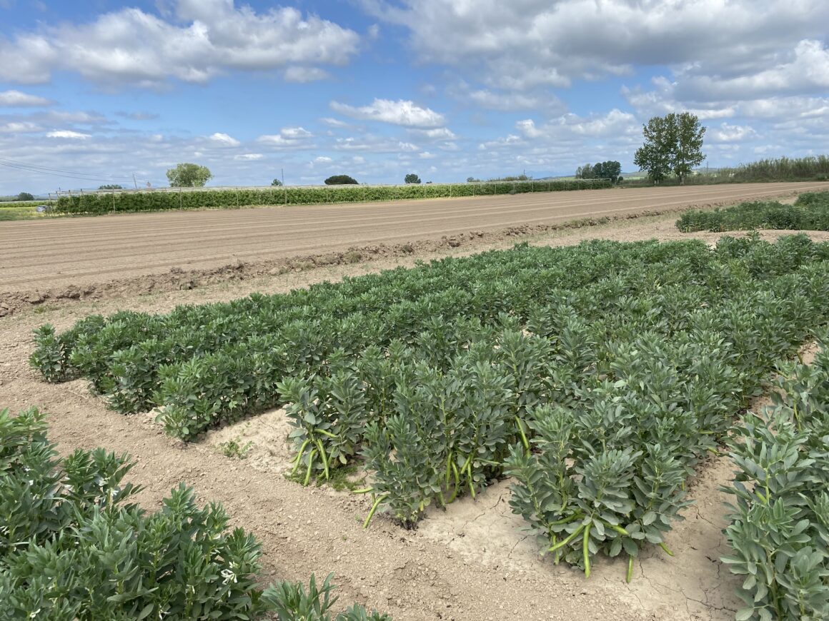 El proyecto FAVAPROT confirma el potencial del haba como fuente de proteína vegetal para la alimentación humana