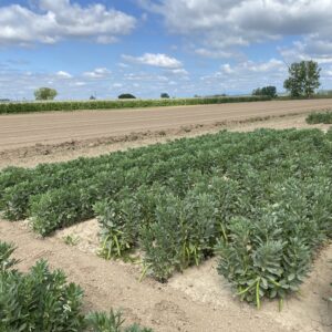 El proyecto FAVAPROT confirma el potencial del haba como fuente de proteína vegetal para la alimentación humana