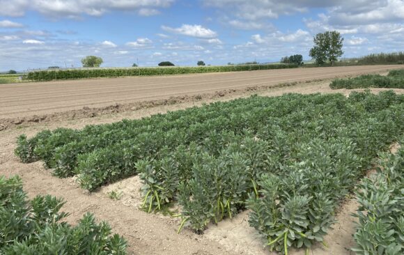 El proyecto FAVAPROT confirma el potencial del haba como fuente de proteína vegetal para la alimentación humana