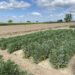 El proyecto FAVAPROT confirma el potencial del haba como fuente de proteína vegetal para la alimentación humana